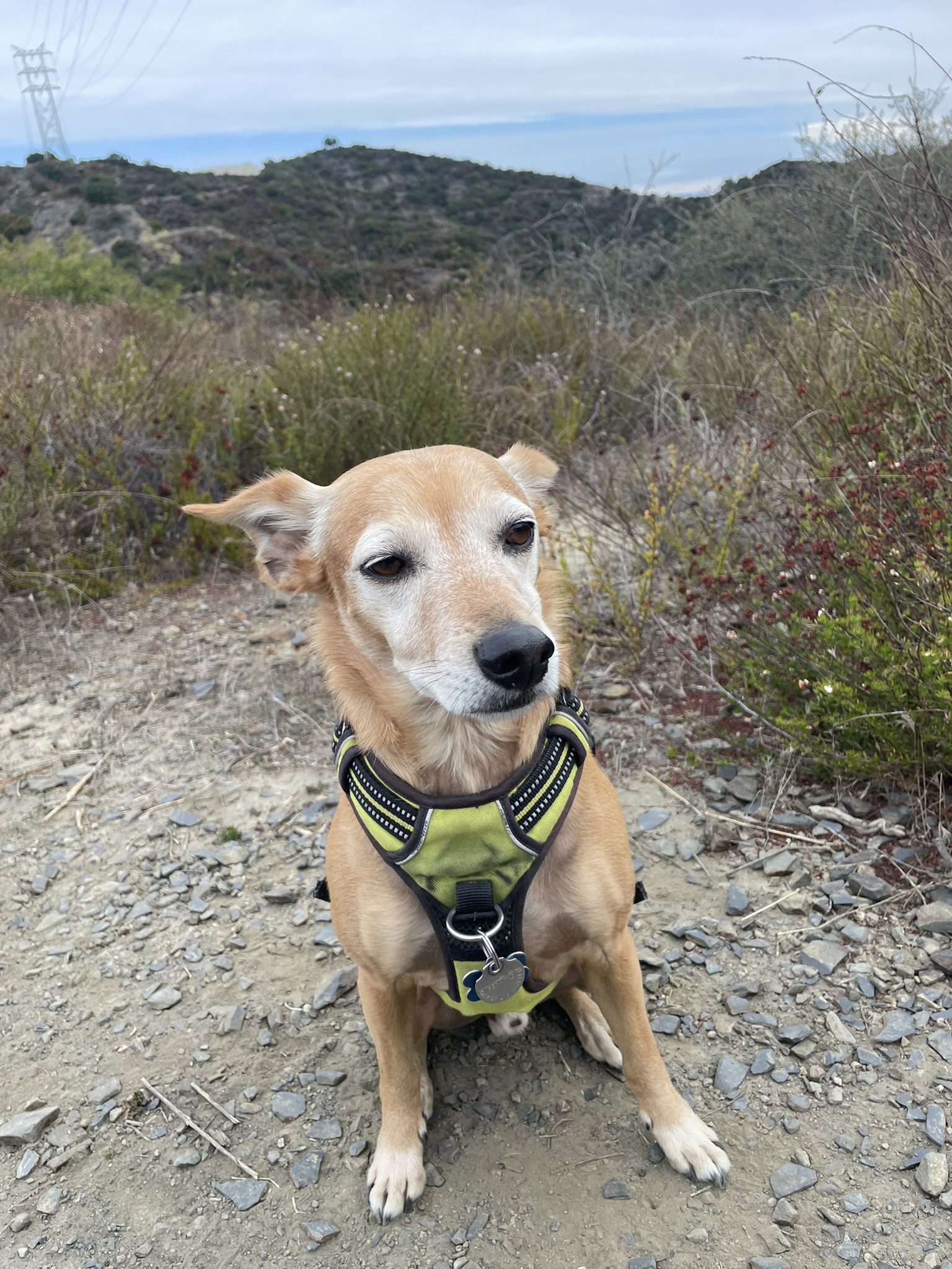 dog milo with flowers